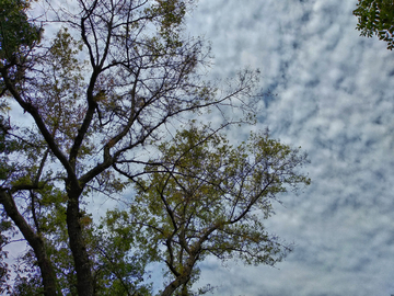 天空云彩树枝树叶