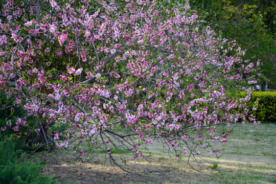 花枝