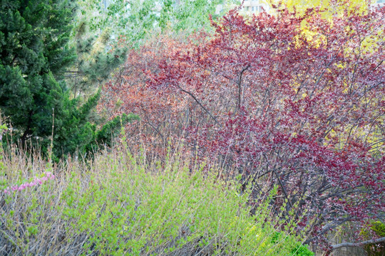 花枝