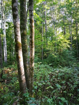 长白山森林