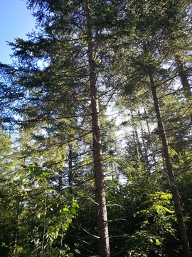 长白山森林