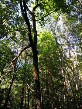 长白山森林