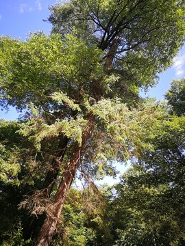 长白山森林