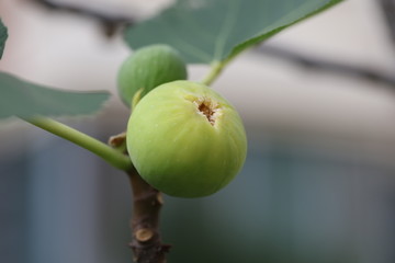 树上的无花果