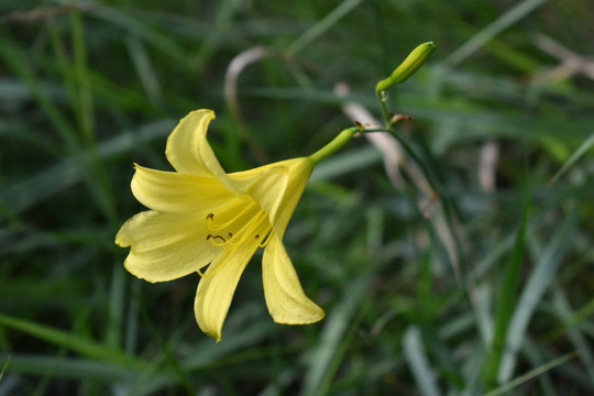 黄花菜图片