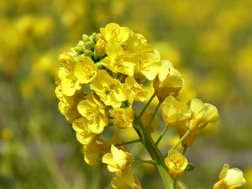 油菜花