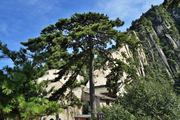 华山松树