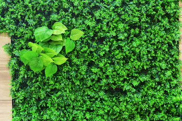 绿草植物装饰墙