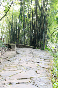 丹霞山竹林石板路