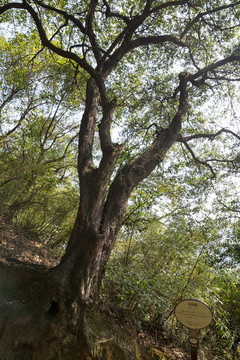 150年乌冈栎树