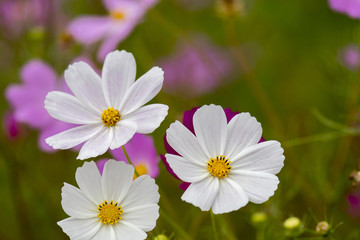 格桑花