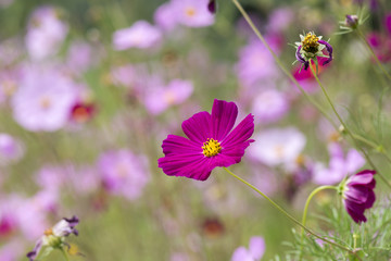 格桑花