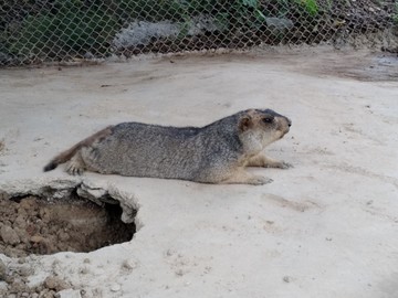 土拨鼠