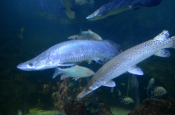 雀鳝鱼海象鱼