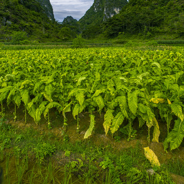 烟草种植