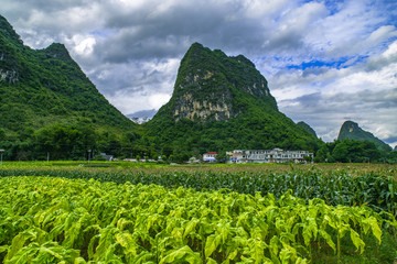 烟草种植