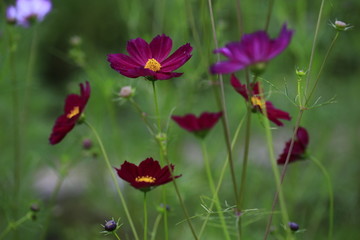 格桑花