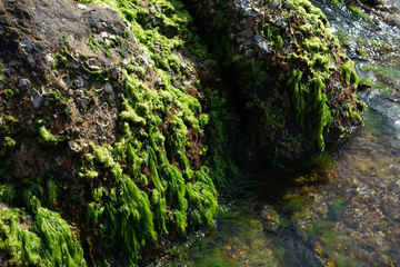 礁石 海藻