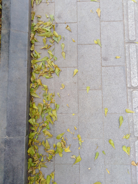 地面 落叶 树叶 路边 背景