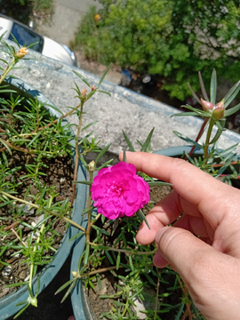 小花