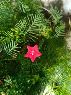 小花