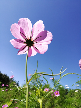 格桑花