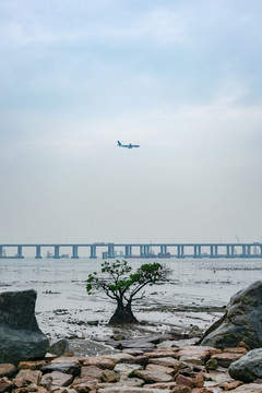 前海湾红树林