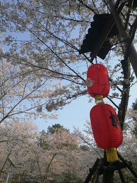 武汉东湖磨山樱花