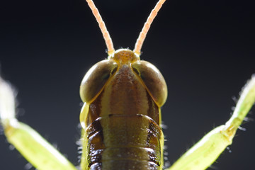 蝗虫