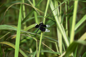 蜻蜓