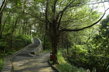 公园森林