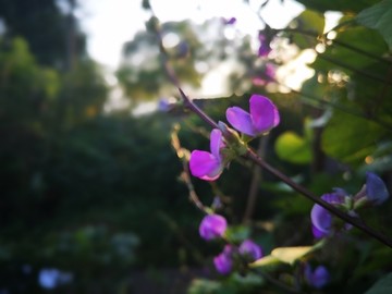 扁豆花