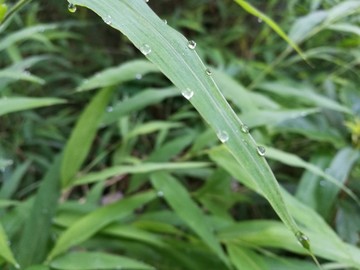 春天早晨大自然绿叶露珠露水