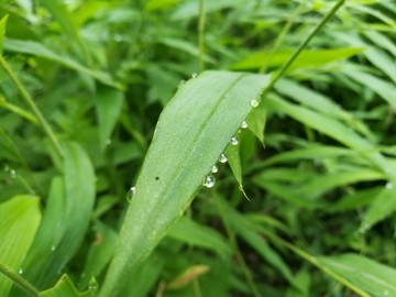 春天早晨大自然绿叶露珠露水