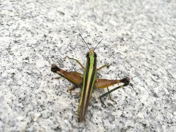 大自然昆虫草蜢微距特写