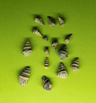 谷纳氏螺化石