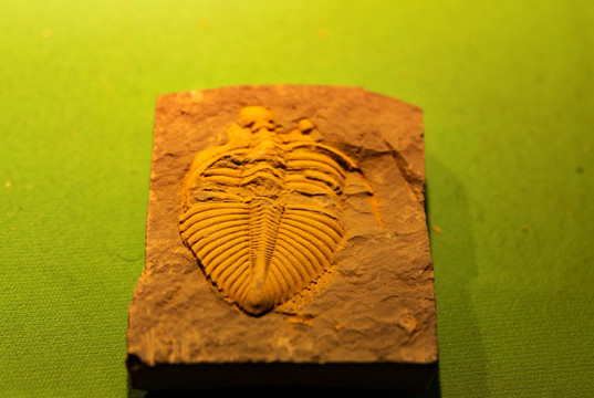 三叶虫化石