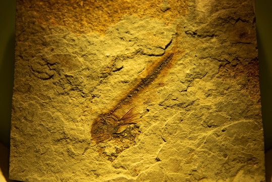 鱼化石一狼鳍鱼