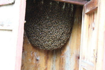 蜂箱中的蜜蜂