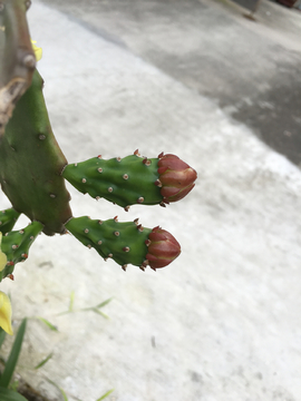 仙人掌花苞