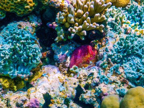 五彩珊瑚