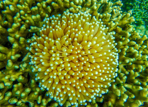 美丽的黄色海葵