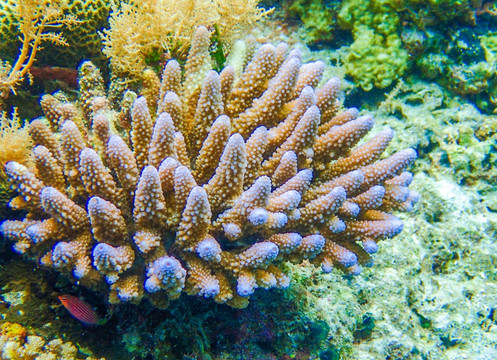 美丽的海葵珊瑚
