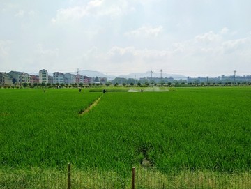 水稻田农药