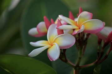 印度素馨鸡蛋花