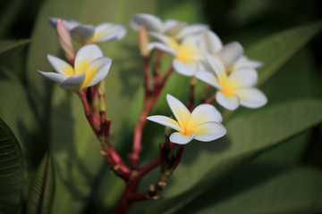 鸡蛋花