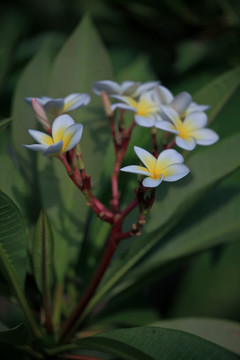 鸡蛋花