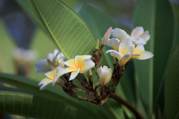 鸡蛋花