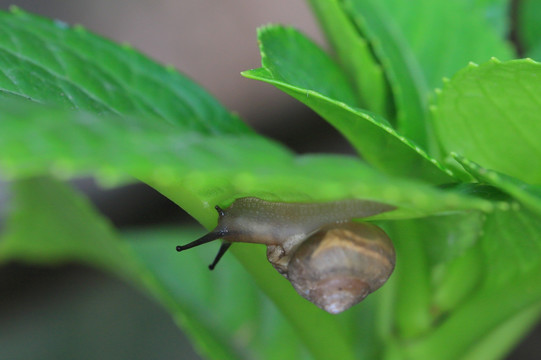 蜗牛