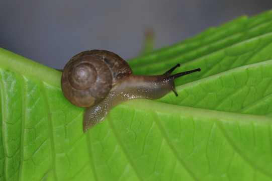 蜗牛